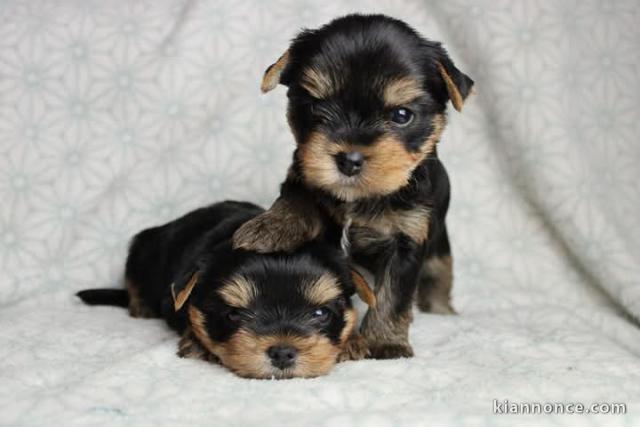 Chiot yorkshire à donner 