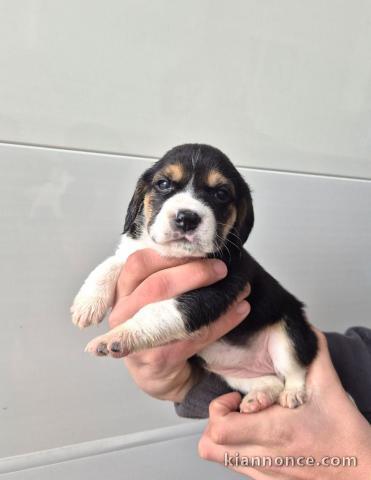 Chiot beagle a donner 