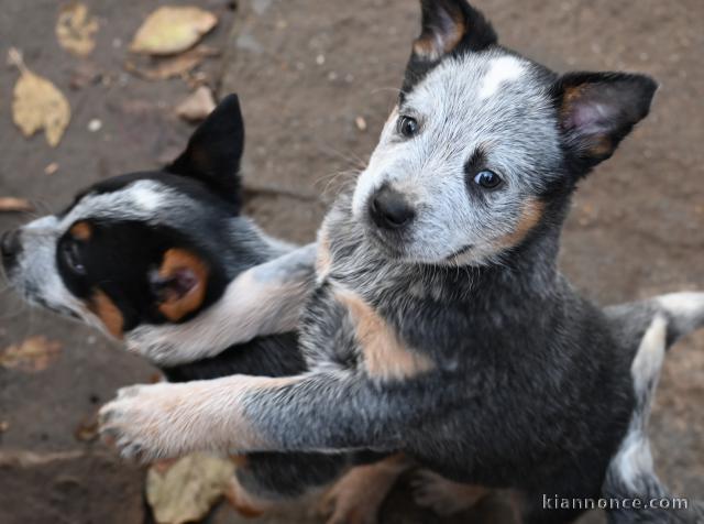 Bouvier australien chiots à vendre