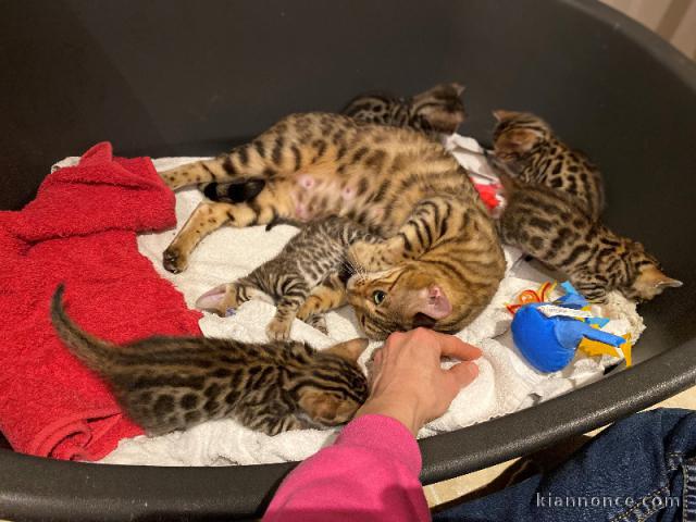 Chaton Bengal pour Noël 