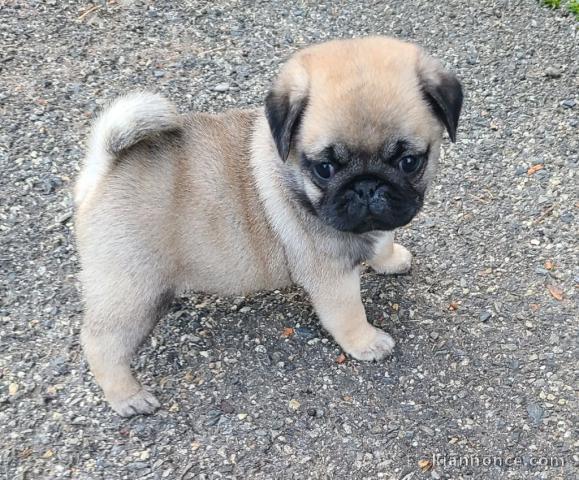 Chiot carlin magnifique a donné 