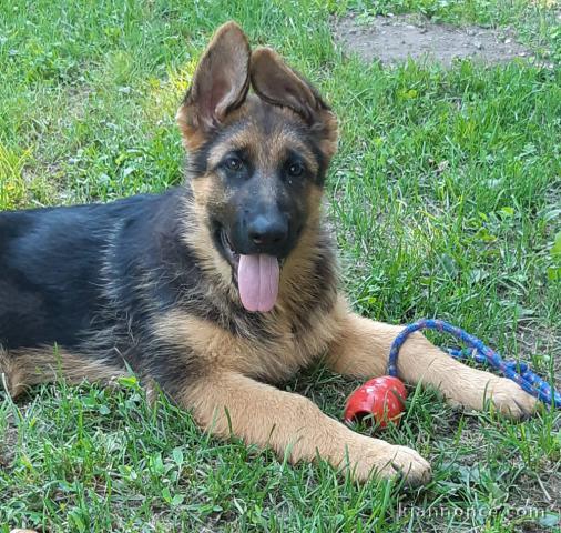 Chiot berger allemand a donner 