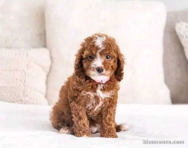 Magnifique chiots cockapoo disponibles de suite 