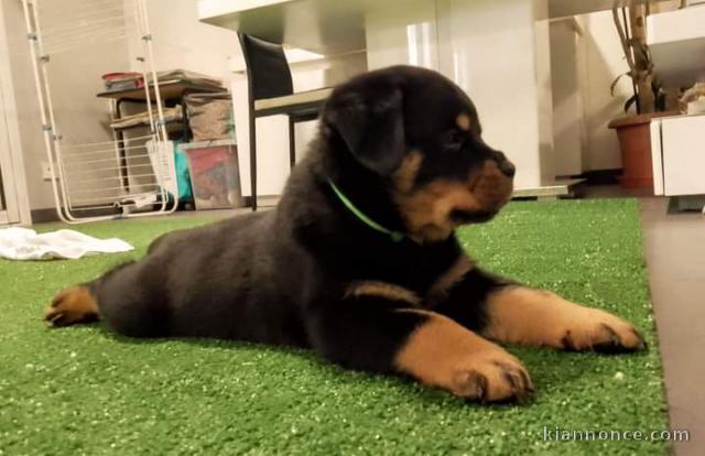 Adorable chiot rottweiler a donner 