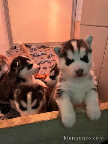 Chiot husky a donner 