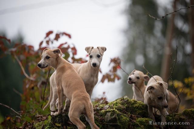 Chiot a donner contre bon soin 