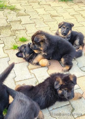 Dons chiot berger allemand disponibles 