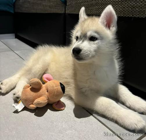 Chiot husky sibérien à donner disponibles 