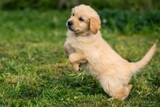 Chiot golden retriever a donner contre bon soin 