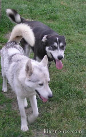 Je donne chiot husky disponibles 