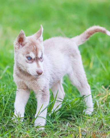 Chiot husky sibérien à adopter urgent 