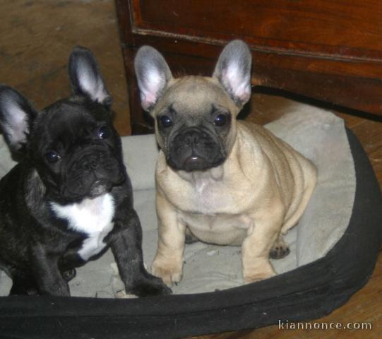 Chiot bouledogue français a donner 