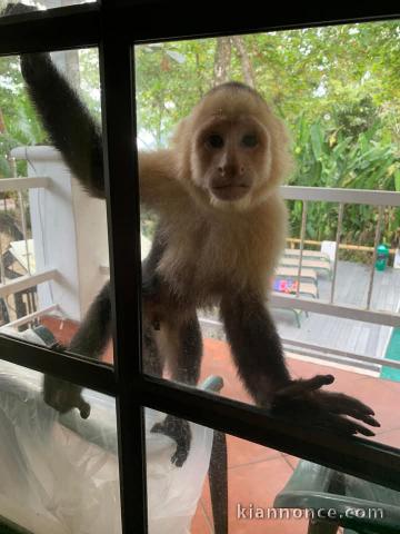 Bébé singe capucin 3 mois a donner 