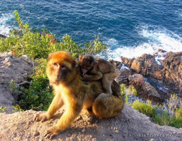 Bébé singe capucin 3 mois a donner 