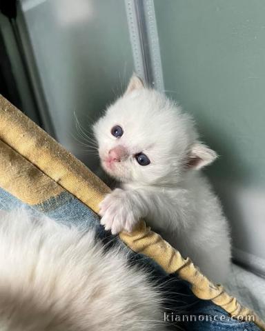 Adorable chaton Ragdoll disponibles 