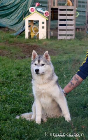 Chiot husky sibérien à donner 