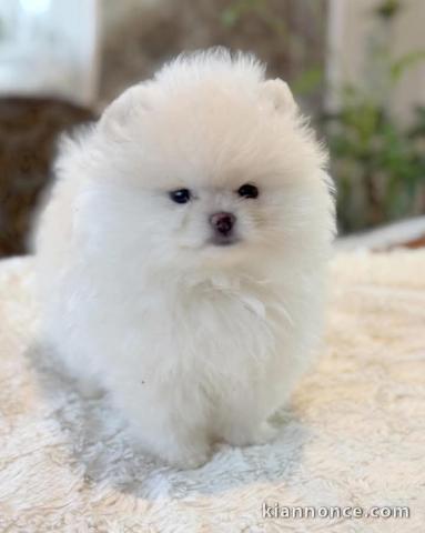 Chiot spitz allemand adorable mâle 