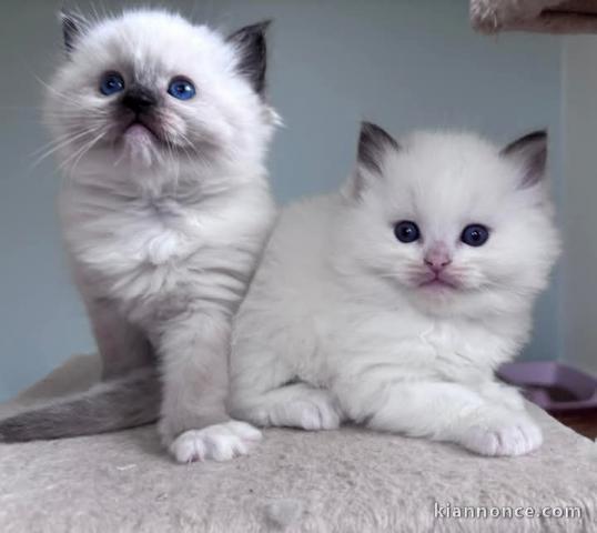 Magnifique chatons Ragdoll à adopter 