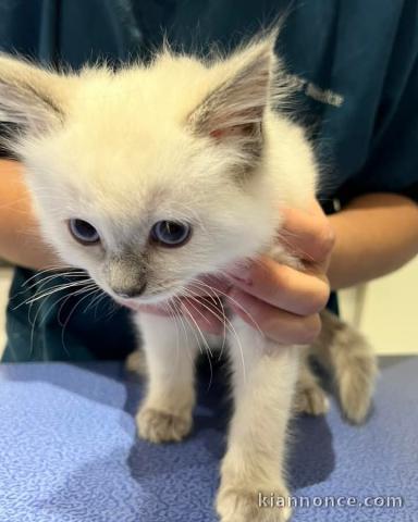 A donner contre bon soin chatons Ragdoll 