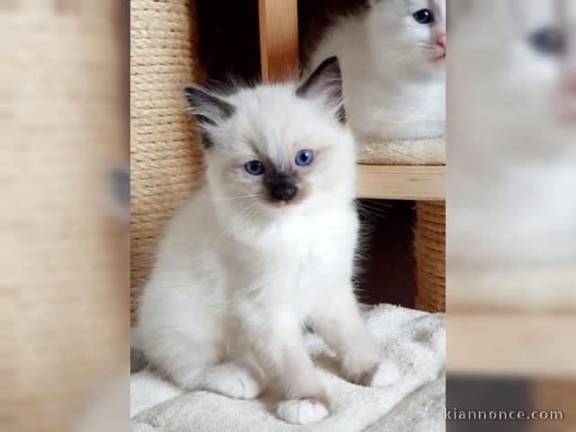 Dons chatons disponibles Ragdoll 