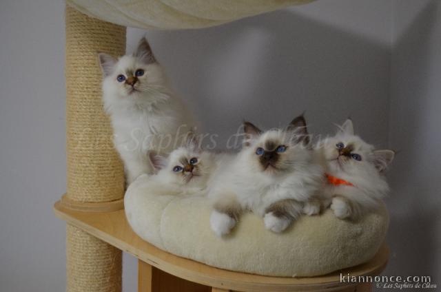 Magnifique chaton sacré birman a donner 