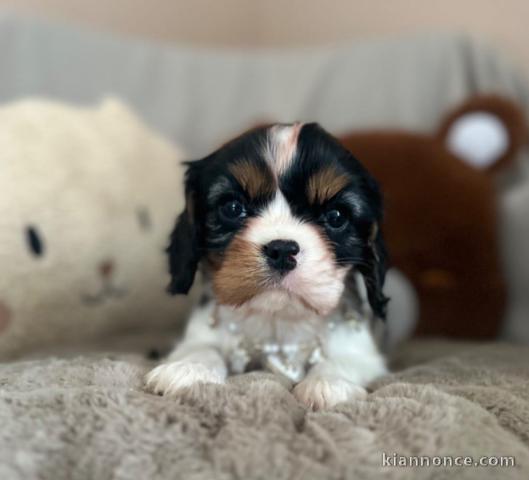 Adoption chiot cavalier king charles à donner 