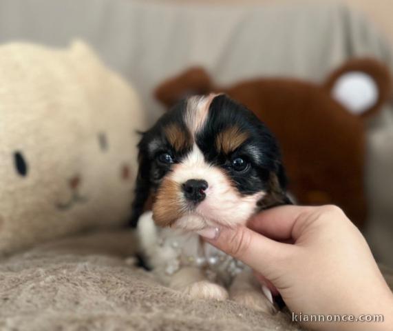 Adoption chiot type cavalier king charles 