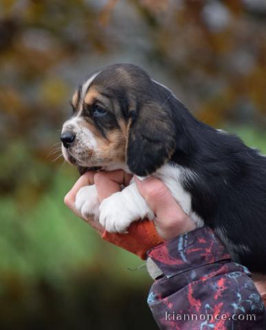 Adorable chiot Basset hound a donner 