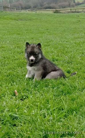 Chiot sibérien husky prêt à être adopté 