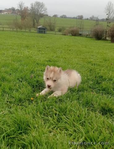 Bébé chiot husky sibérien à donner 