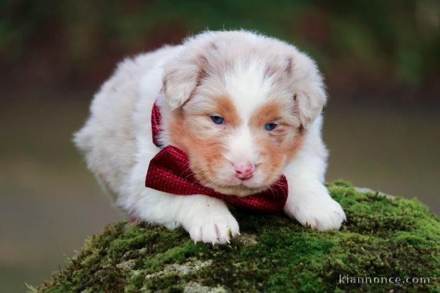 Magnifique chiots berger australien lof 