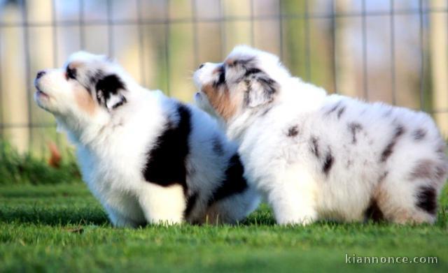 Chiot type berger australien lof mâle et femelle 