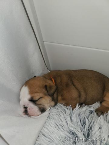 Chiot type bulldog anglais disponibles 