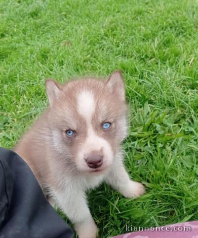 chiot type sibérien husky 