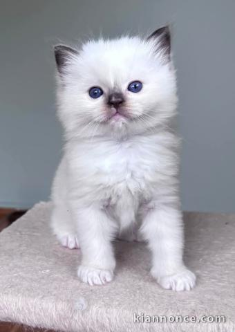 Je donne chaton Ragdoll disponibles 