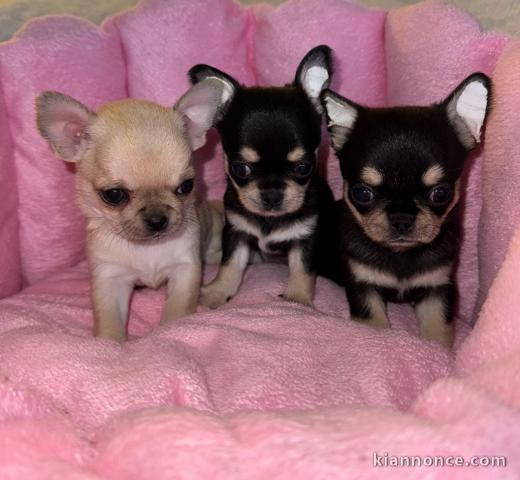 Chiot type chihuahua disponibles pour adoption 