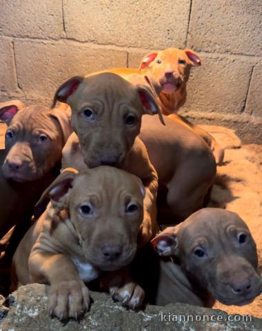 Chiots Pit Bull Americain