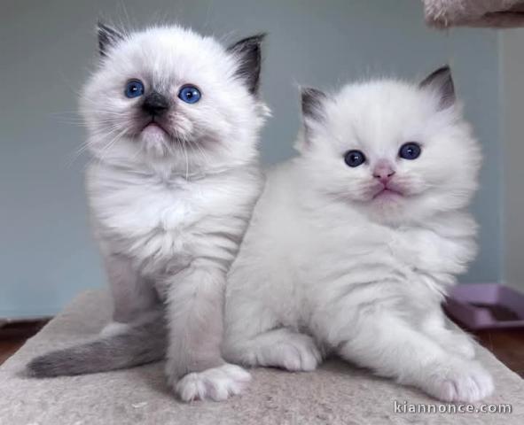 Chatons Ragdoll LOOF disponible pour adoption 