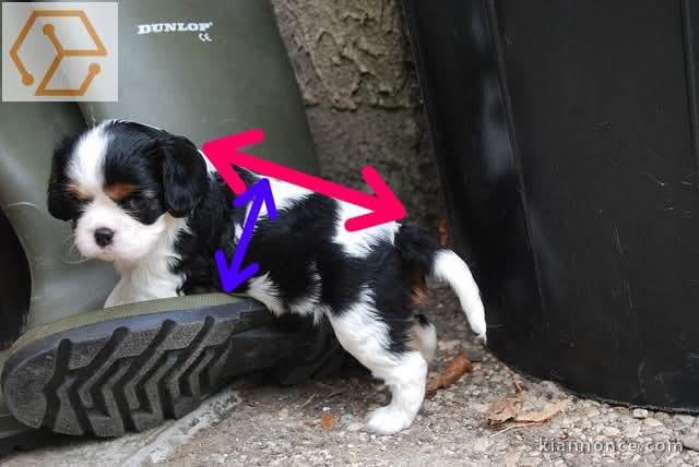 Chiot cavalier king charles a donner 