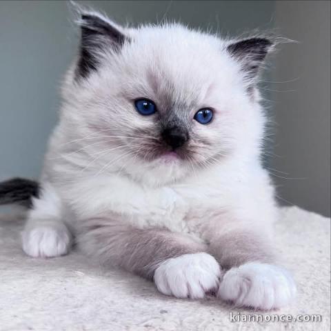 Chaton Ragdoll a donner 