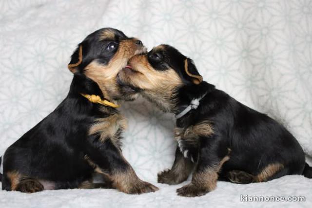 Chiot yorkshire a donner 