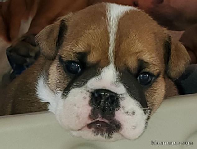 Chiot bulldog anglais à donner 