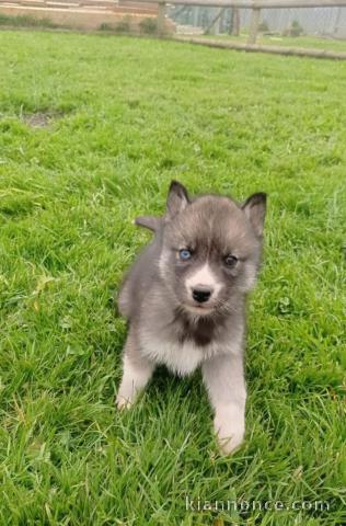 Chiot husky sibérien à adopter 