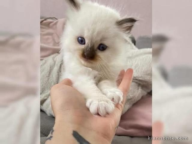 Bébé chat sacré birman a donner 