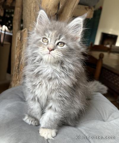 Chatons main coon disponibles pour adoption 