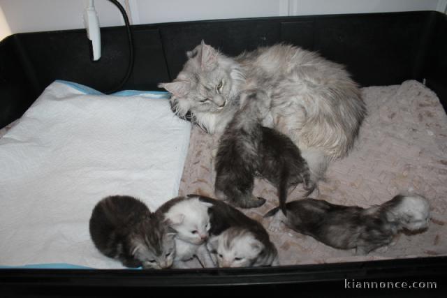 Chaton type maine coon a donner 