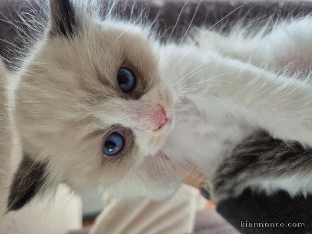 Adorable chaton Ragdoll LOOF à donner 