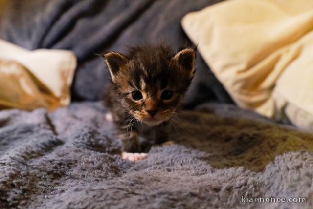 Adorable chaton main coon disponibles 