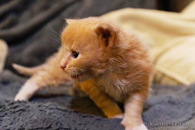 Chatons main coon a donner 