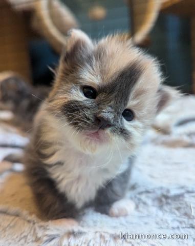 Très beau chatons main coon disponibles 